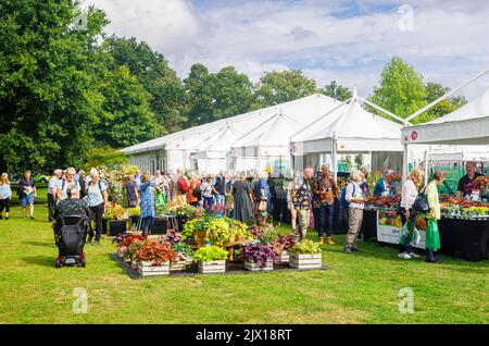 Ausstellung von Heucheras an einem Stand beim jährlichen Wisley Taste of Autumn Festival im September im RHS Wisley, Surrey, Südostengland Stockfoto