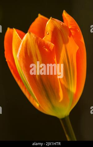 Eine einzelne, leuchtend orange Tulpe mit Wassertropfen vor dunklem Hintergrund Stockfoto