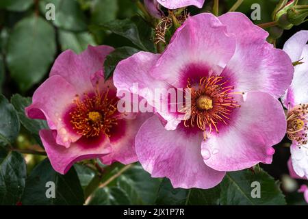 Blüten der ‘Raspberry Kiss’ Floribunda Rose Stockfoto