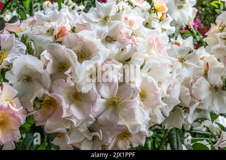 Blumen der ‘Sally Holmes’ Rose Stockfoto