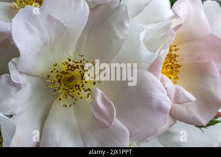 Blumen der ‘Sally Holmes’ Rose Stockfoto