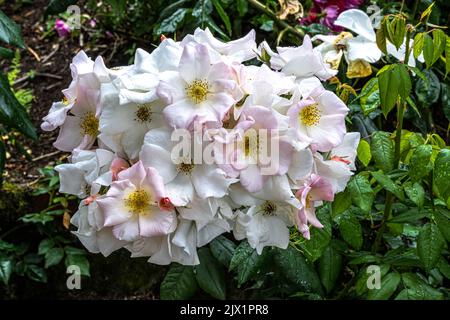 Blumen der ‘Sally Holmes’ Rose Stockfoto