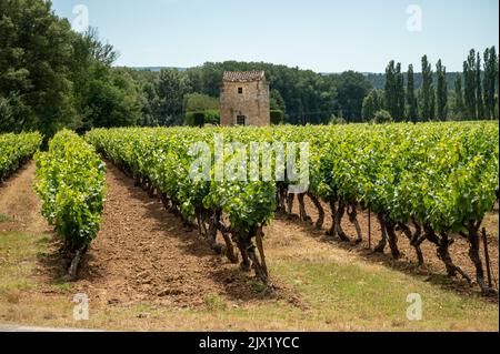 Reihen von grünen Weinreben, die auf Kieselsteinen auf Weinbergen in der Nähe der Dörfer Lacoste und Bonnieux in Luberon, Provence, Frankreich wachsen Stockfoto