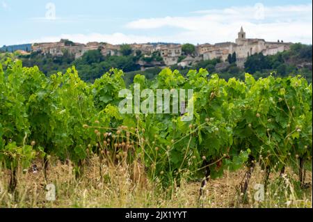 Reihen von grünen Weinreben, die auf Kieselsteinen auf Weinbergen in der Nähe der Dörfer Lacoste und Bonnieux in Luberon, Provence, Frankreich wachsen Stockfoto