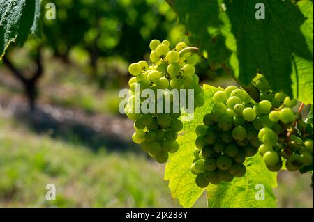 Grüne unreife Gamay Noir-Traube, aus der Nähe, wächst auf hügeligen Weinbergen in der Nähe des Weinbauortes Val d'Oingt, Tor zur Beaujolais-Weinstraße Stockfoto