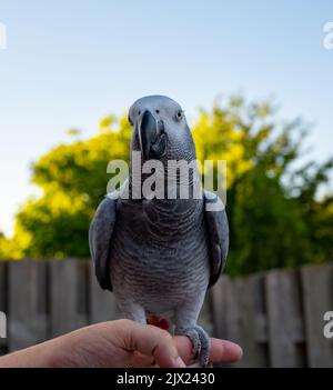 Afrikanischer grauer Papagei mit rotem Schwanz, der draußen auf der Hand sitzt Stockfoto