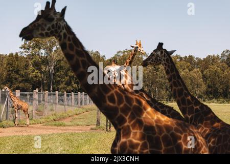 Mogo Australia, Rothschilds Giraffe, die auf dem Boden sitzt, auch bekannt als Baringogiraffe oder ugandische Giraffe Stockfoto