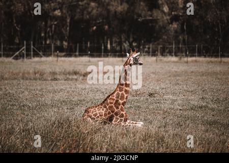 MoGo Australia, Rothschilds Giraffe auf dem Boden sitzend, auch bekannt als Baringo-Giraffe oder ugandische Giraffe. Hochwertige Fotos Stockfoto