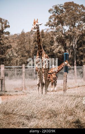 MoGo Australia, Rothschilds Giraffe auf dem Boden sitzend, auch bekannt als Baringo-Giraffe oder ugandische Giraffe. Hochwertige Fotos Stockfoto