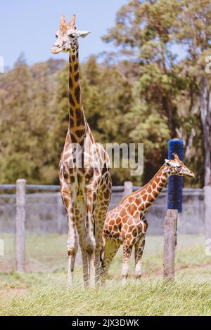 Mogo Australia, Rothschilds Giraffe, die auf dem Boden sitzt, auch bekannt als Baringogiraffe oder ugandische Giraffe Stockfoto