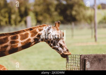 Mogo Australia, Rothschilds Giraffe, die auf dem Boden sitzt, auch bekannt als Baringogiraffe oder ugandische Giraffe Stockfoto