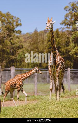Mogo Australia, Rothschilds Giraffe, die auf dem Boden sitzt, auch bekannt als Baringogiraffe oder ugandische Giraffe Stockfoto