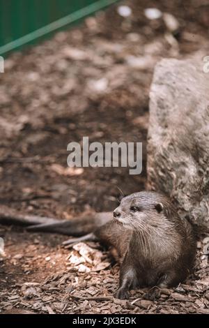 Brauner Otter, der von der Kamera wegschaut. Otter auf einem Felsen in der Wildnis, der sich nach vorne freut. Stockfoto