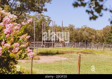 Mogo Australia, Rothschilds Giraffe, die auf dem Boden sitzt, auch bekannt als Baringogiraffe oder ugandische Giraffe Stockfoto