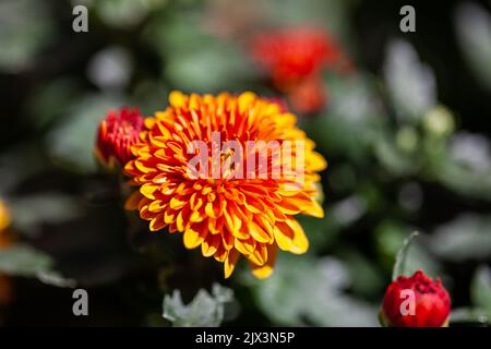 Gelbe und orange Dahlia Blume. Stockfoto