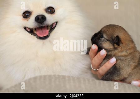 Cute flauschig liebenswert Pommern und kleinen Welpen Stockfoto