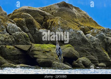 Ein Blaureiher (Ardea herodias), der in einem felsigen Lebensraum an der Küste von Vancouver Island in British Columbia, Kanada, steht. Stockfoto