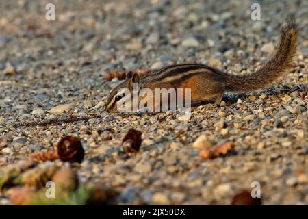 Ein wenig Chipmunk, 'Eutamias minimus', der auf einigen Fichtenzapfen, die ein rotes Eichhörnchen von einem Fichtenbaum gefallen ist, Nahrungssuche. Stockfoto