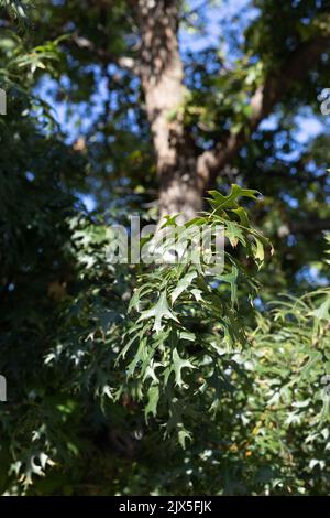 Quercus ellipsoidalis majestätischer Himmel 'Bailskies' Northern Pin Oak Tree. Stockfoto