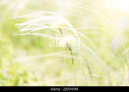 Ein Feld aus Federgras schwankt im Wind aus nächster Nähe Stockfoto