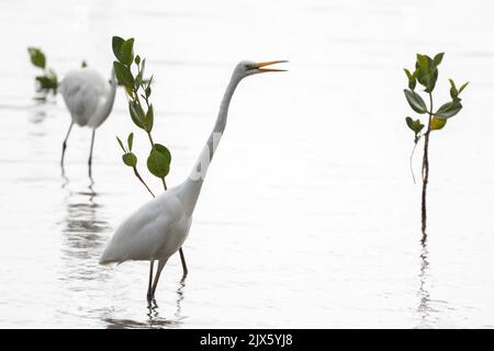 Ein paar Silberreiher suchen auf der Cairns Esplanade in Far North Queensland in Australien nach Futter um einige junge Mangrovenknödel. Stockfoto