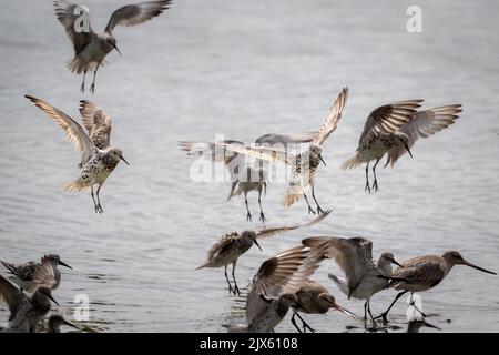 Eine Schar von Great Knots und ein einflüchtiger Bartailed-Godwit kommen an Land, um auf dem Watt der Cairns Esplanade in Queensland, Australien, zu fressen. Stockfoto