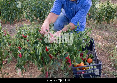 Bild eines Bauern im Gemüsegarten bei der Ernte von Paprika und verschiedenen Gemüsesorten. Die Landwirtschaft funktioniert Stockfoto