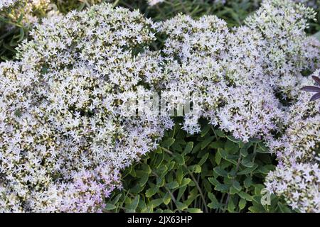 Hylotephium „Pure Joy“-Steinkropf. Stockfoto