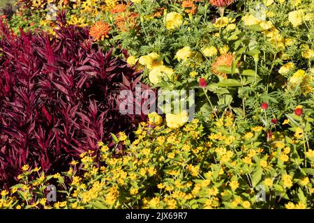 Ein Garten voller Blumen in warmen Farben. Stockfoto
