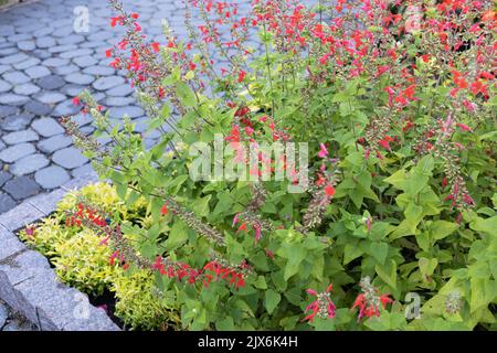 Salvia coccinea 'Lady in Red' scharlachrote Salbeiblüten. Stockfoto