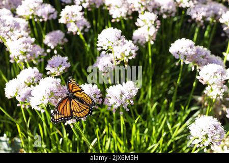 Ein Monarchschmetterling auf einer Zierzwiebelblume aus dem Allium „Sugar Melt“. Stockfoto