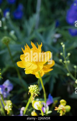 Trollius chinensis 'Golden Queen' Globeflower. Stockfoto