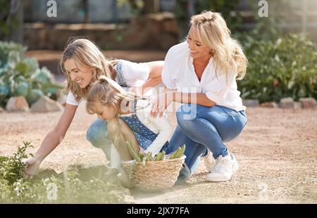 Nachhaltigkeit, Gartenarbeit und Familie im Garten ernten frisches Gemüse in der Natur. Glückliche Großmutter, Mutter und junges Mädchen Pick umweltfreundlich Stockfoto