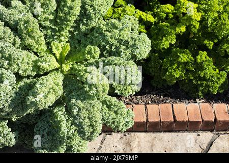 Brassica oleracea 'Prizm' wächst im Garten neben lockiger Petersilie. Stockfoto
