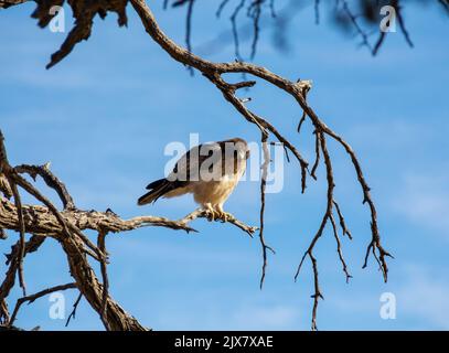 Ein Zwergadler, der in einem Baum in der Savanne von Kalahari thront Stockfoto