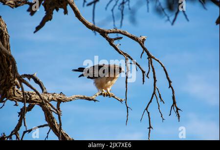 Ein Zwergadler, der in einem Baum in der Savanne von Kalahari thront Stockfoto