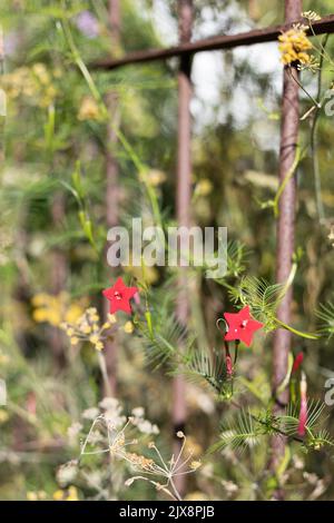 Ipomoea quamoclit - Zypressenrebe. Stockfoto