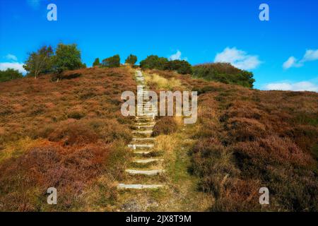 Natur im Herbst. Ein Foto Hügel mit Heidekraut bedeckt - Rebild Nationalpark, Dänemark. Stockfoto