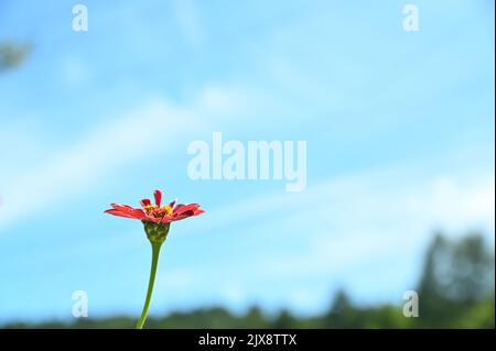 Eine Blume blüht wunderschön unter dem klaren Himmel Stockfoto