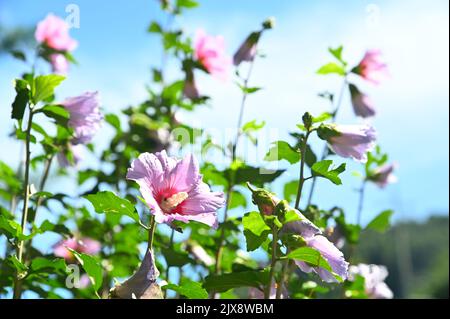 Die schönen Mugunghwa-Blumen liegen in der Sonne Stockfoto