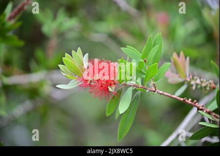 Die Blüten der Flaschenkiefer blühen wunderschön Stockfoto