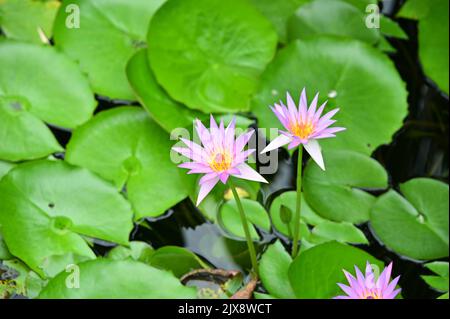 Im Teich blühen Seerosen Stockfoto