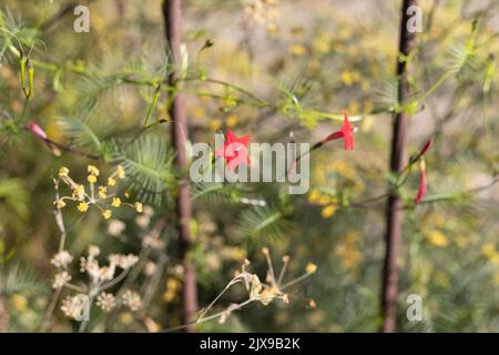 Ipomoea quamoclit - Zypressenrebe. Stockfoto