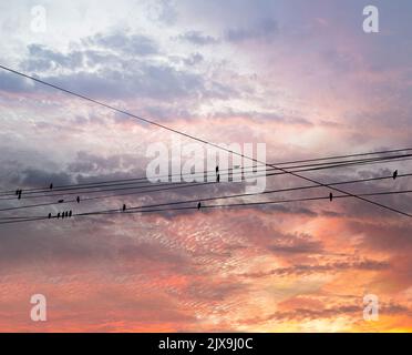 Schwarze Vögel auf elektrischen Drähten, vor dem Hintergrund eines romantischen Abendhimmels mit Wolken und Sonnenstrahlen Stockfoto