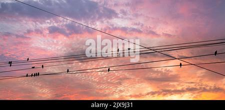 Schwarze Vögel auf elektrischen Drähten, vor dem Hintergrund eines romantischen Abendhimmels mit Wolken und Sonnenstrahlen Stockfoto