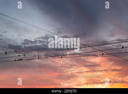 Schwarze Vögel auf elektrischen Drähten, vor dem Hintergrund eines romantischen Abendhimmels mit Wolken und Sonnenstrahlen Stockfoto