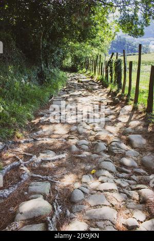 Alte römische Straße in den Bergen, Spanien. Alte Handelssteinstraße mit Zaun. Römische Straße auf dem Camino de Santiago. Fußweg mit Baumwurzeln im Wald. Stockfoto