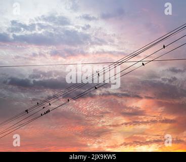 Schwarze Vögel auf elektrischen Drähten, vor dem Hintergrund eines romantischen Abendhimmels mit Wolken und Sonnenstrahlen Stockfoto