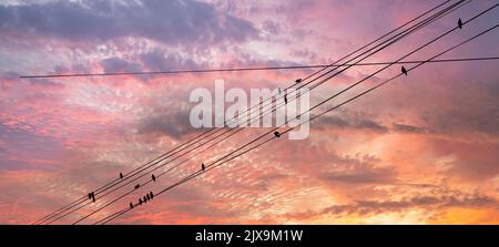 Schwarze Vögel auf elektrischen Drähten, vor dem Hintergrund eines romantischen Abendhimmels mit Wolken und Sonnenstrahlen Stockfoto