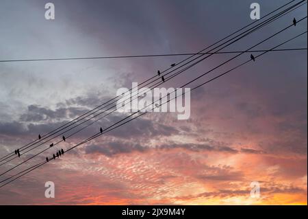 Schwarze Vögel auf elektrischen Drähten, vor dem Hintergrund eines romantischen Abendhimmels mit Wolken und Sonnenstrahlen Stockfoto